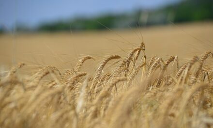 El trigo volvió a ser el principal cultivo de invierno