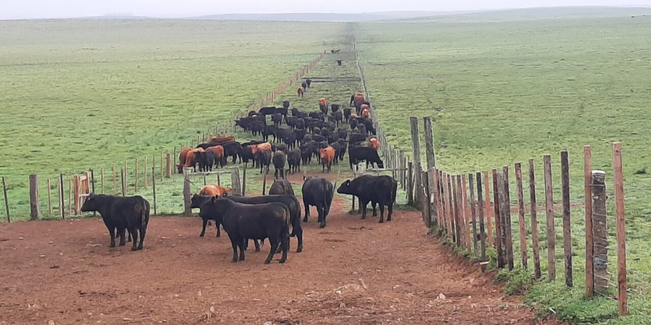 Novillo Mercosur: nuevo bandazo del precio en Argentina