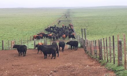 Novillo Mercosur: nuevo bandazo del precio en Argentina