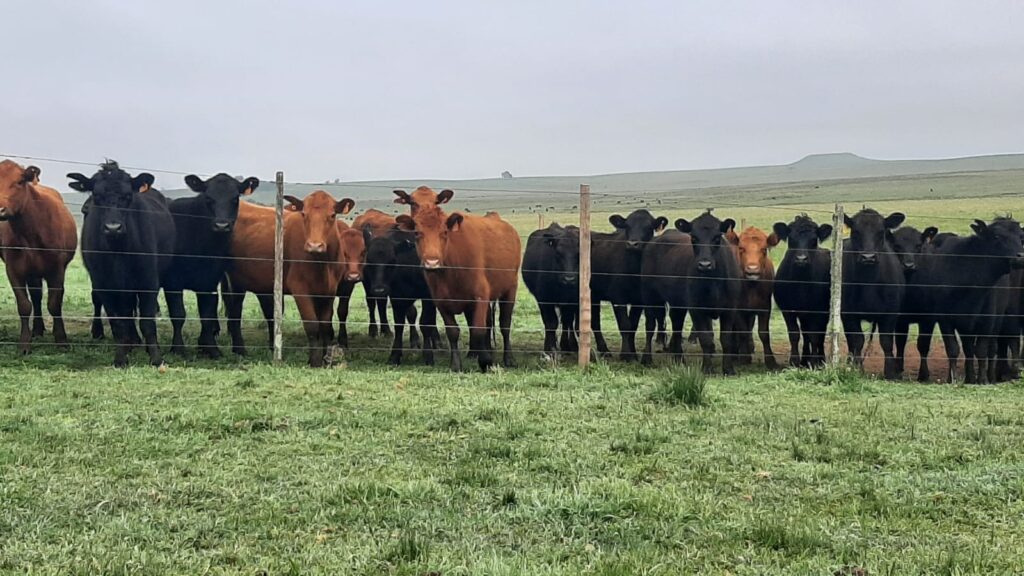 imagen de ganado en el campo, Novillo Mercosur: nuevo bandazo del precio en la Argentina.