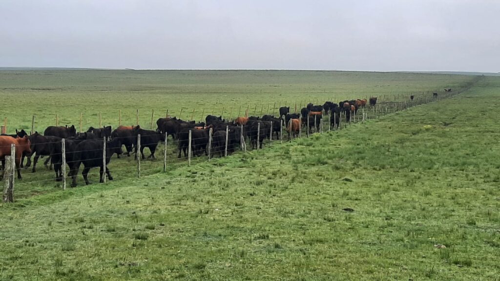 IMAGEN DE GANADO, MGAP reforzará controles y aumentará sanciones por detección de residuos en la carne