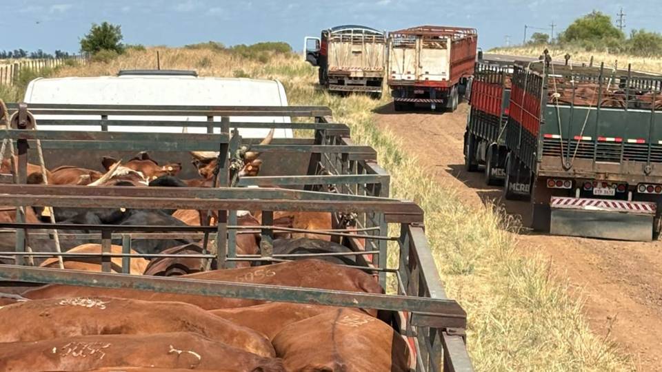 IMAGEN DE CAMIONES, Novillo Mercosur: tercera baja semanal fuerte en Brasil