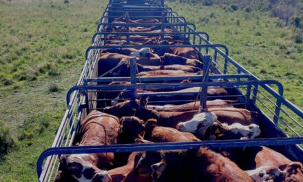 Mercado de haciendas gordas vuelve a reafirmarse en los precios