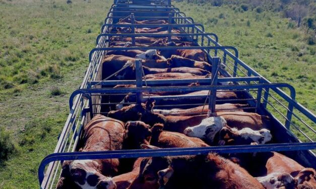Mercado de haciendas gordas vuelve a reafirmarse en los precios