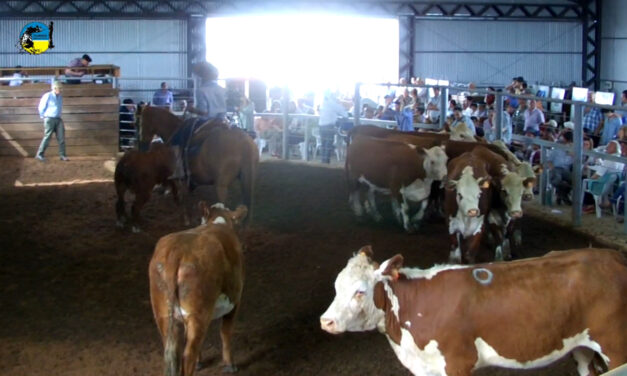Cardozo Negocios Rurales en Vichadero