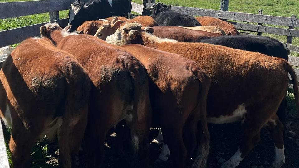 imagen de vacas gordas, El mercado ganadero se mantiene firme y con demanda