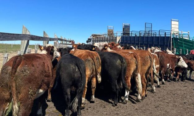 MGAP reforzará controles y sanciones por detección de residuos en carne
