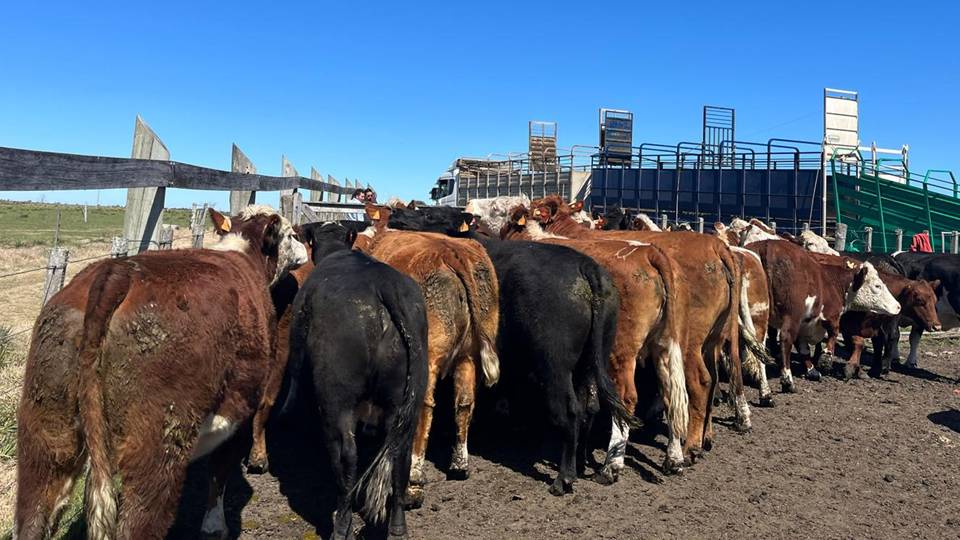 MGAP reforzará controles y sanciones por detección de residuos en carne