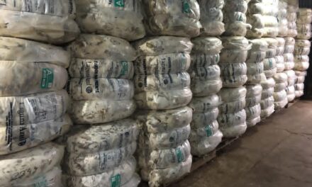Esta semana se colocaron 116.830 kilos de lana