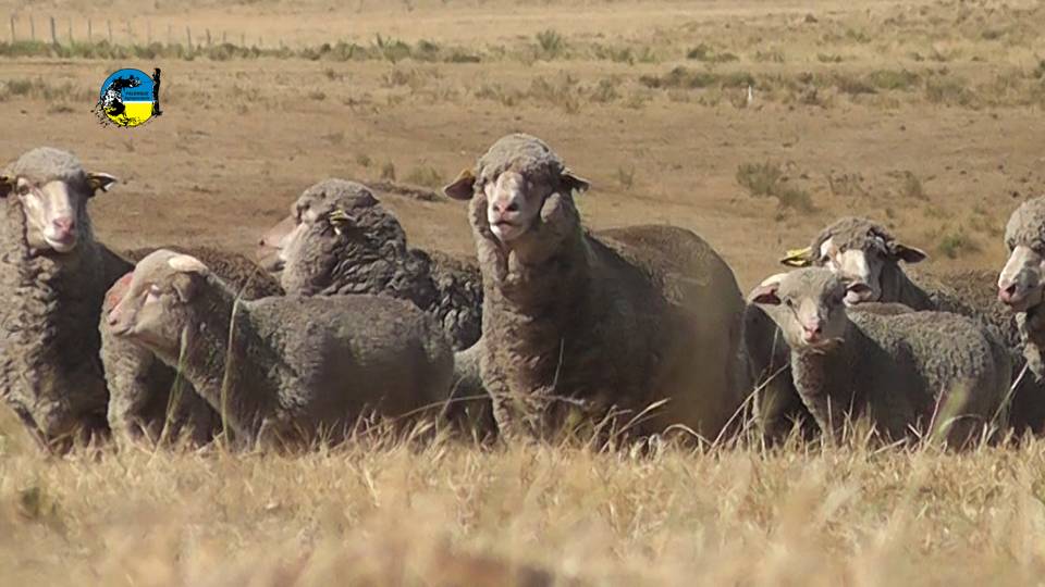 imagen de ovejas en el campo, La Federación Rural del Uruguay emitió un comunicado sobre fideicomiso de garrapata y la bichera.