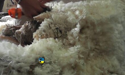 Siguen las ventas de lana en el mercado interno