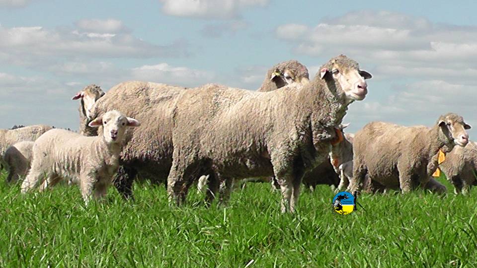 Federación Rural: fideicomiso garrapata y bichera