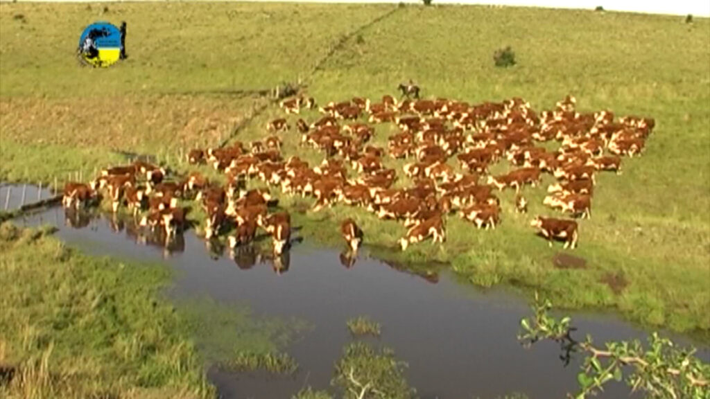 imagen de ganado en el campo, El mercado ganadero se mantiene firme y las perspectivas del mercado internacional indican demanda de carne vacuna