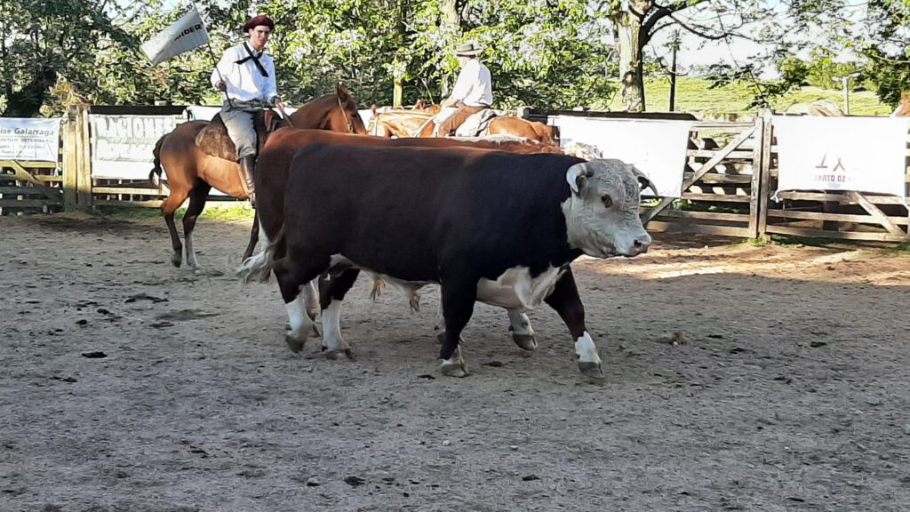 imagen de toro hereford en la pista de la rural de tacuarembó en el remate de Los Cerros de San Juan: Éxito rotundo.
