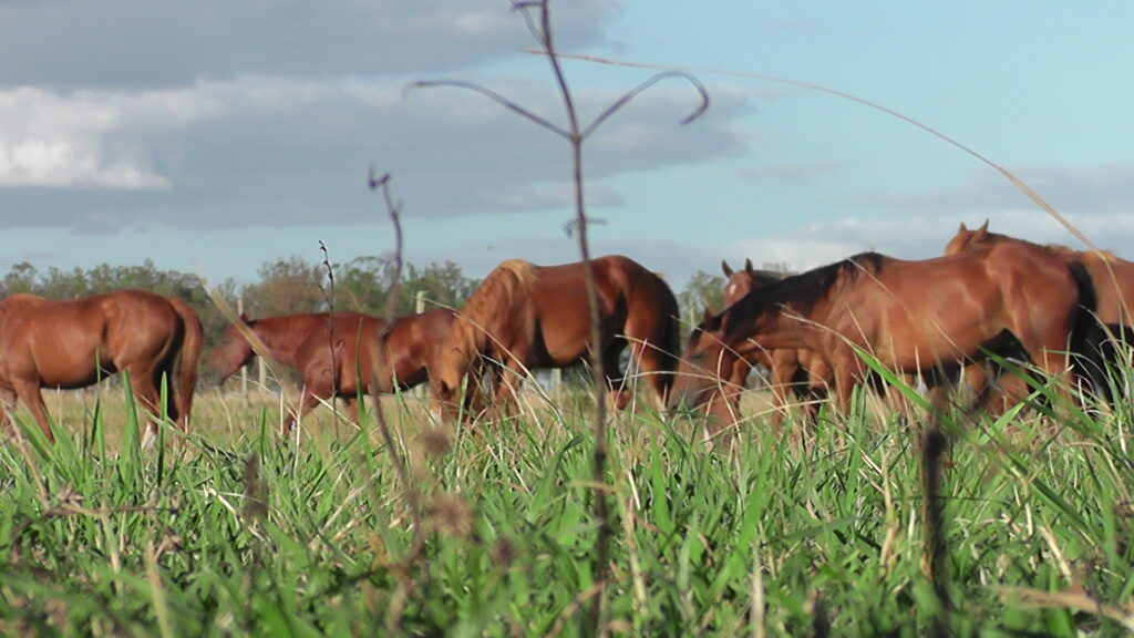 imagen de caballos, El valor del yeguarizo en el mes de setiembre fue de $54.75 por kilo