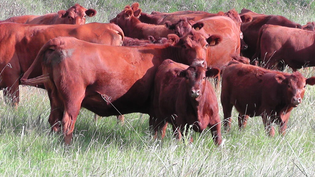 imagen de ganado en el campo, Pantalla Uruguay vendió 12.604 vacunos en el remate 301º