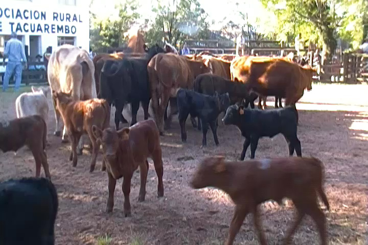 imagen de piezas de cría en la pista, En un momento bisagra, se realizó un muy buen remate de Escritorio Juan José Porto en la Rural de Tacuarembó. 