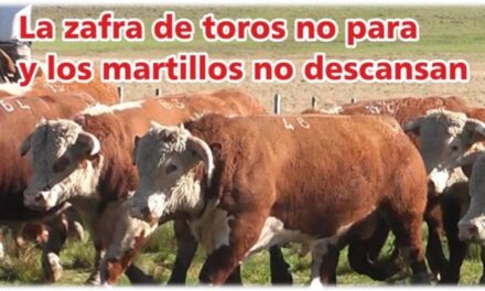 Palenque Rural: la zafra de toros no para