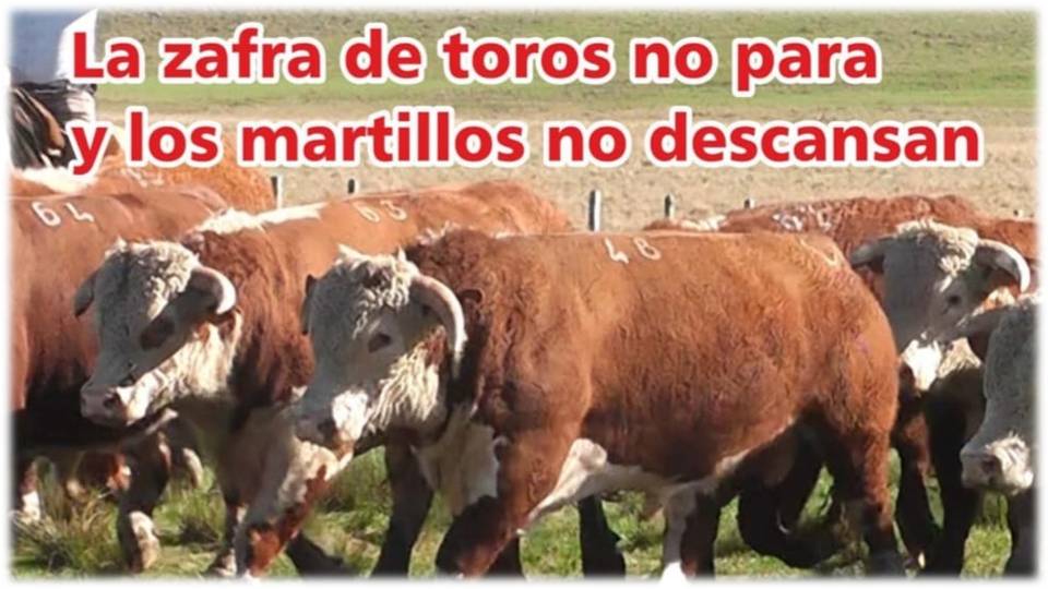 Palenque Rural: la zafra de toros no para