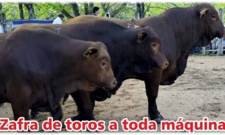 Palenque Rural: zafra de toros a toda maquina