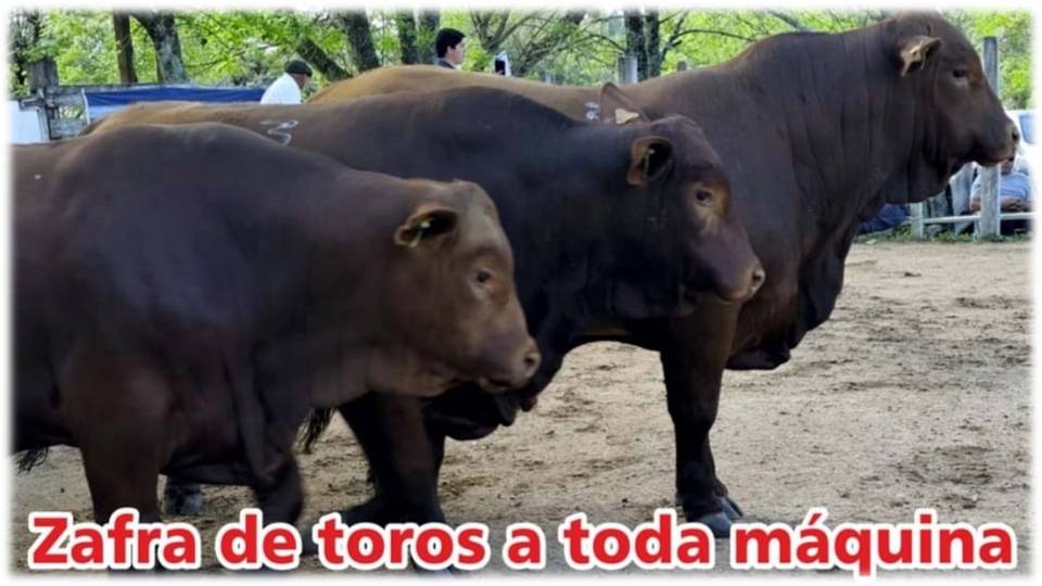 Palenque Rural: zafra de toros a toda maquina