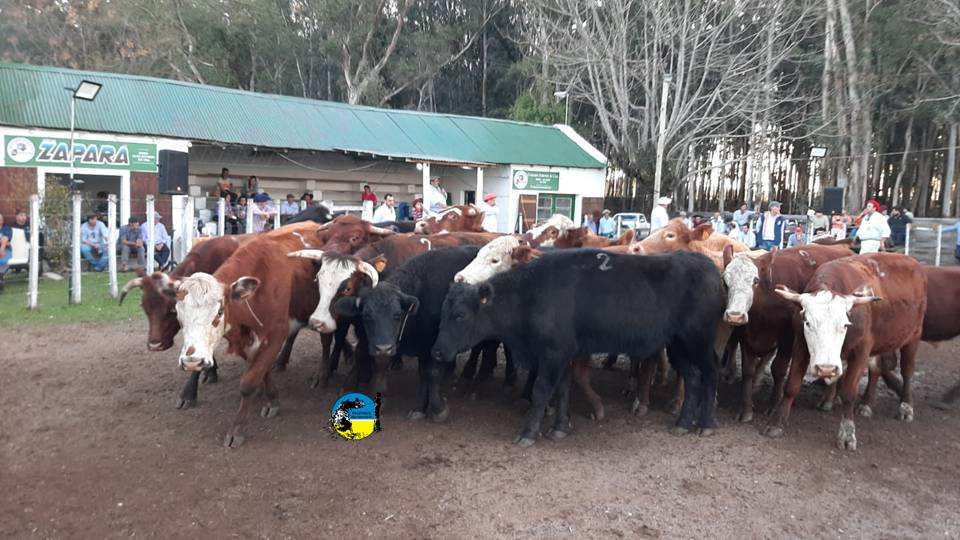 imagen de vacunos en la pista de Zapará: Ventas totales con un promedio de U$S 644 para los 397 vacunos