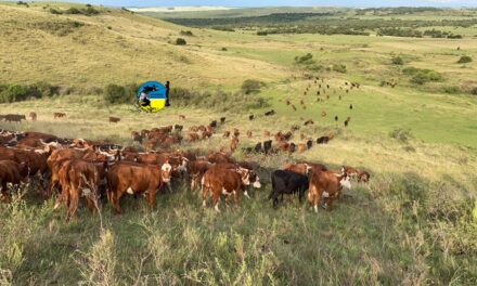 Novillo Mercosur: Paraguay vuelve a poner la nota