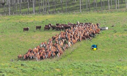 Novillo Mercosur: tercera baja semanal fuerte en Brasil