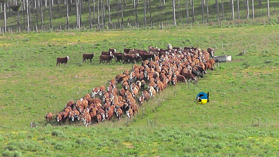 Novillo Mercosur: tercera baja semanal fuerte en Brasil
