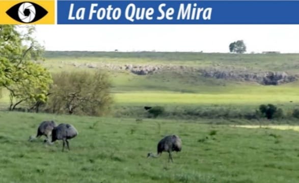 imagen de la foto que se mira Ñandúes pastando tranquilamente en campos de Cuaró.