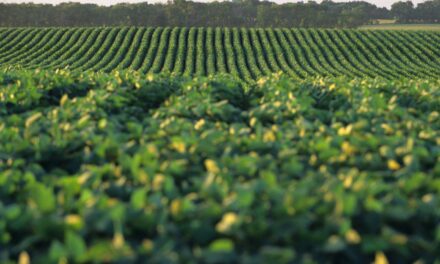 El sector agrícola está en plena actividad con la cosecha de soja