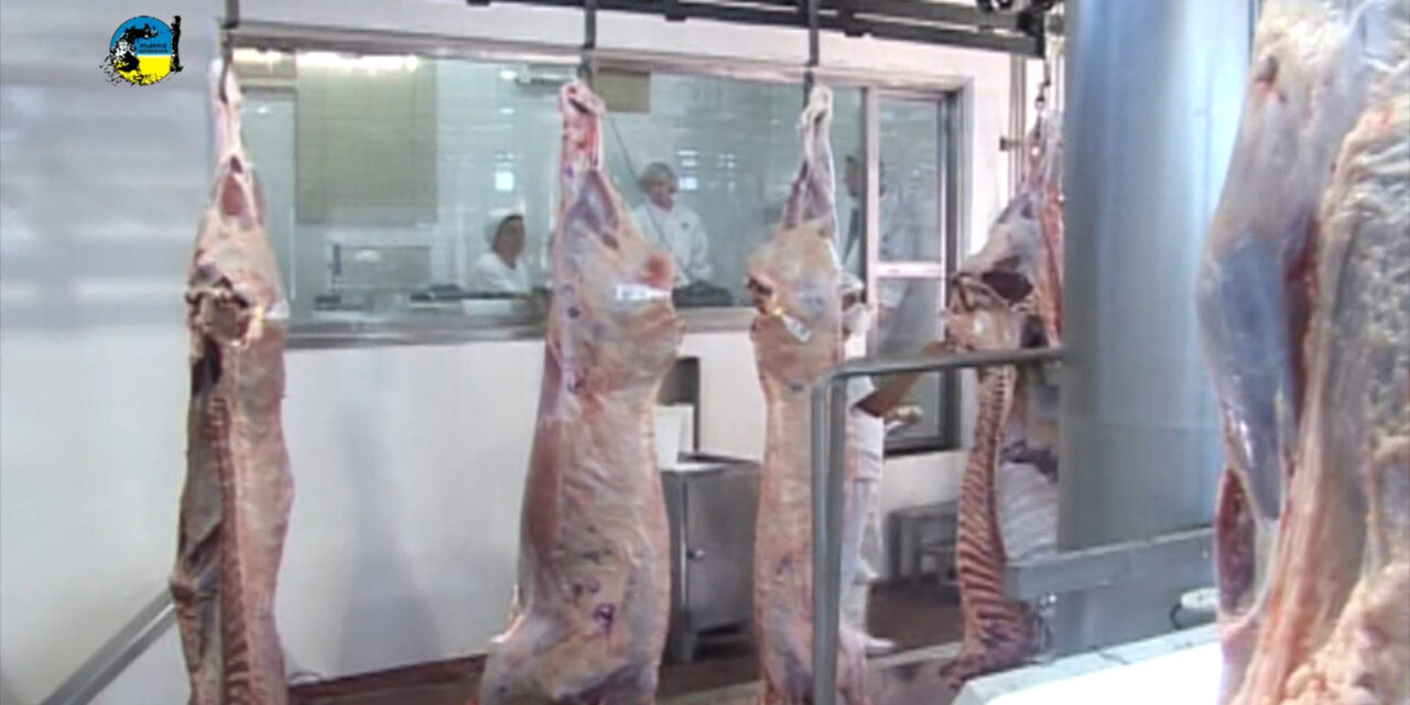 Faena bovina fue de 46.746 cabezas