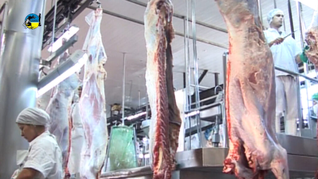 imagen de faena semanal bovina fue de 46.746 cabezas