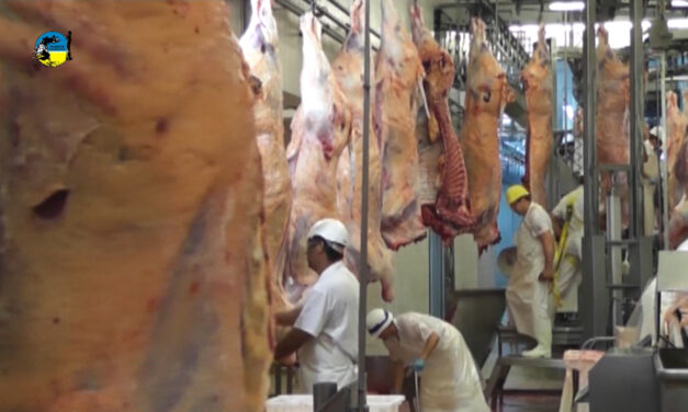 Faena bovina fue de 53.779 cabezas