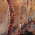 Faena bovina fue de 34.044 cabezas