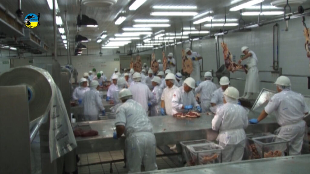 imagen de faena semanal bovina fue de 53.902 cabezas