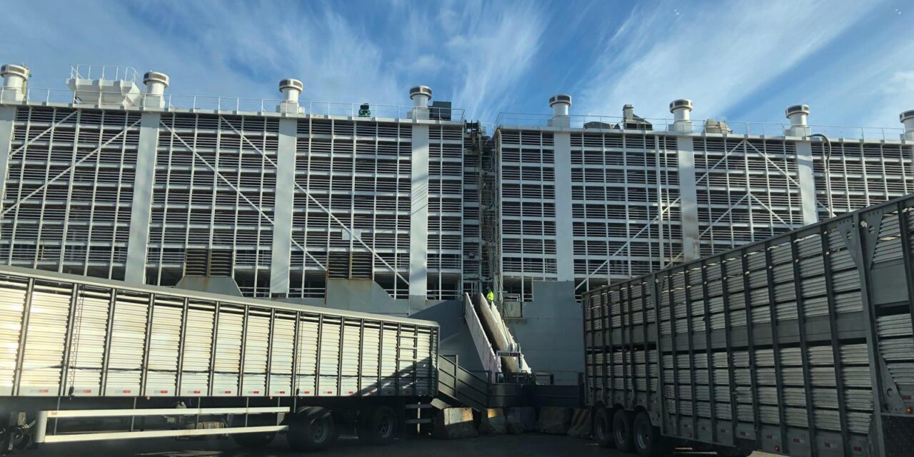 Uruguay confirma que los bovinos exportados fueron desembarcados en Libia