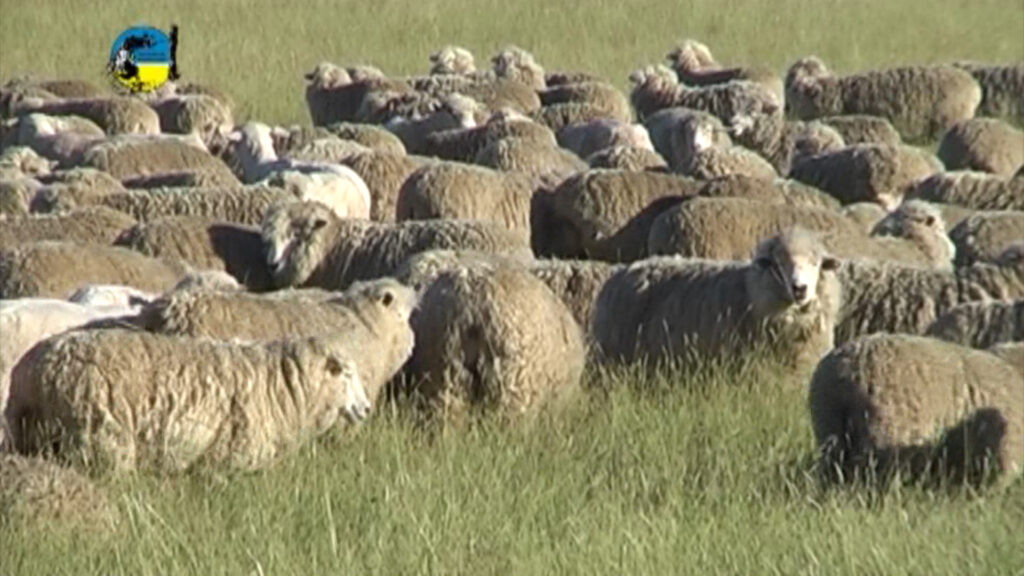imagen de lanares en el campo