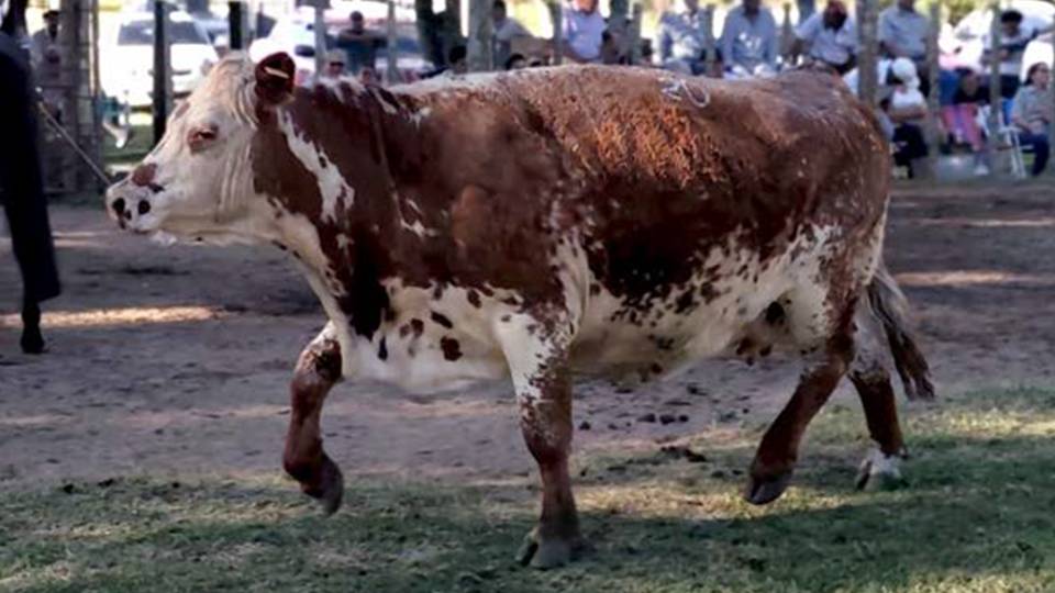 imagen de vaca gorda en la pista de Paso Casildo: A paso firme con mercado firme 