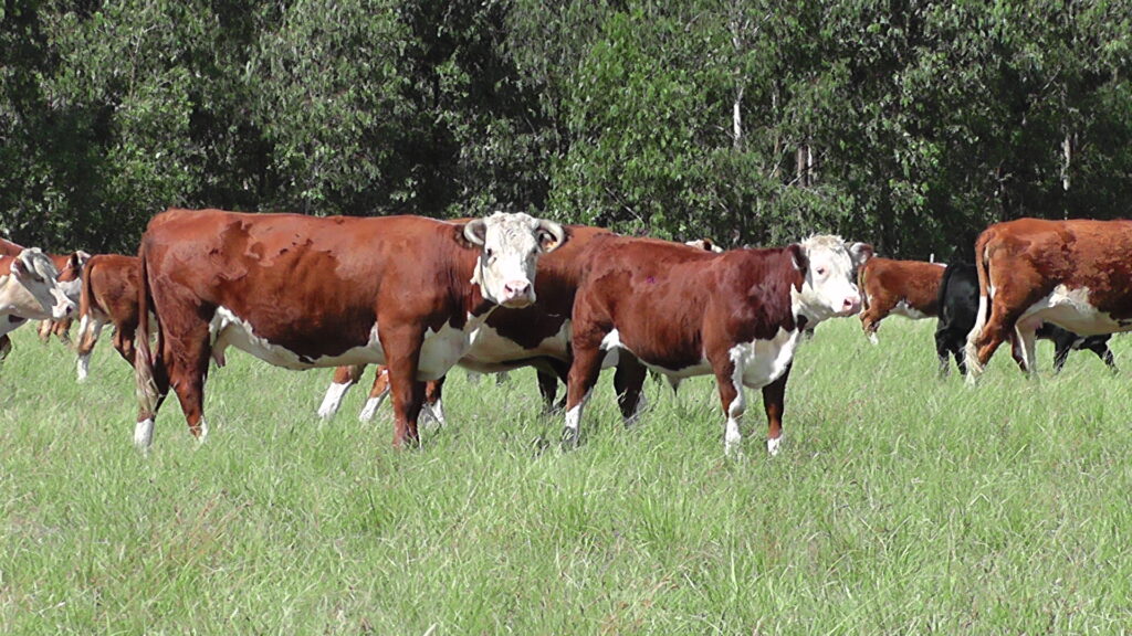 IMAGEN DE GANADO EN EL CAMPO, El mercado de haciendas gordas sigue totalmente firme con faenas regulares