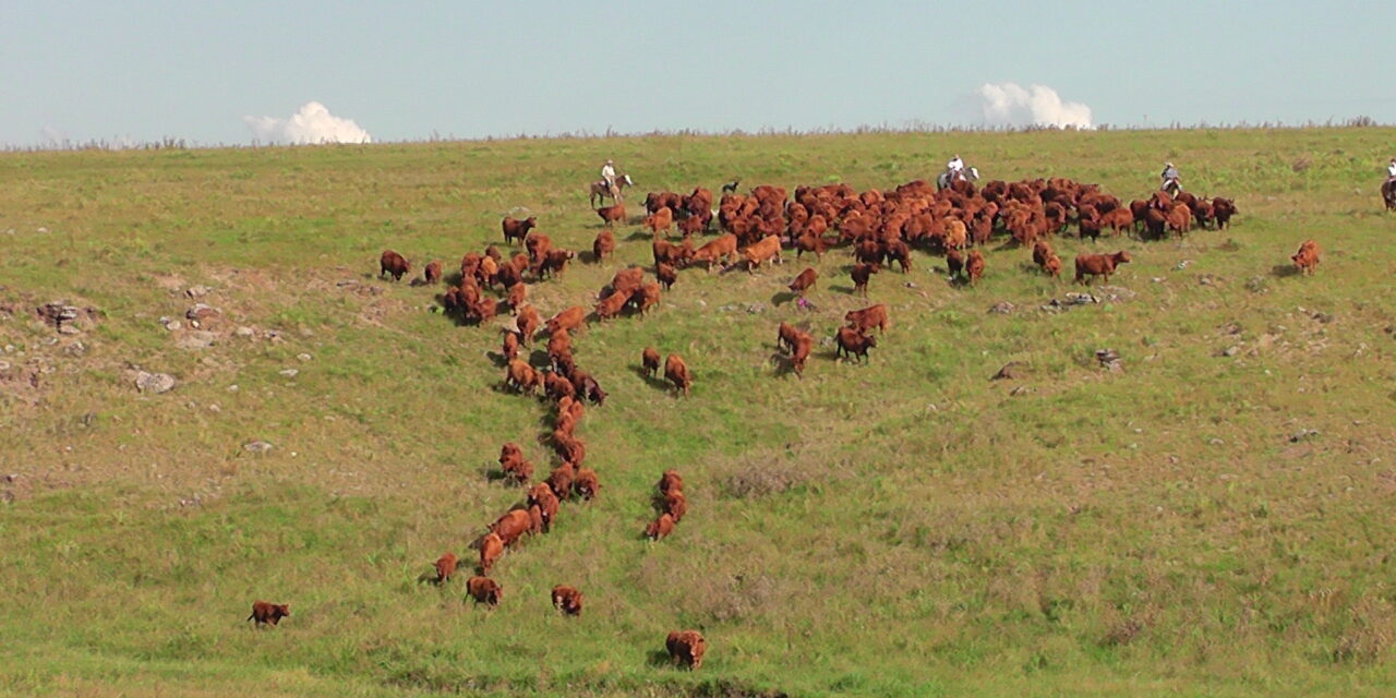 11 de Noviembre: Día Nacional del Campo Natural