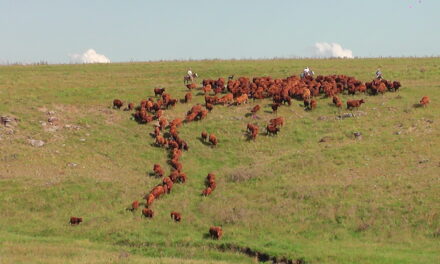 11 de Noviembre: Día Nacional del Campo Natural