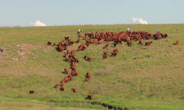 11 de Noviembre: Día Nacional del Campo Natural