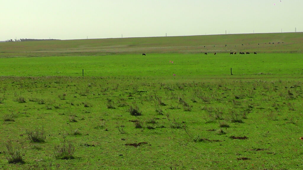 imagen de campo, Primer Semestre Compraventas de tierras año 2025