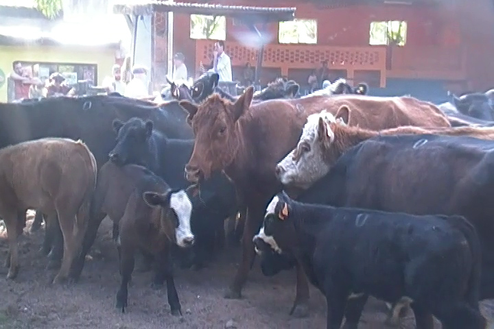 IMAGEN DE GANADO EN LA PISTA, F&G Group realizó feria en la Rural de Tacuarembó.