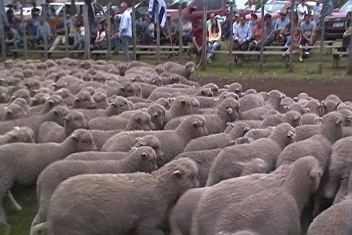 imagen de corderos en la pista de Local Zapará: Ventas totales con mercado rápido en ovinos