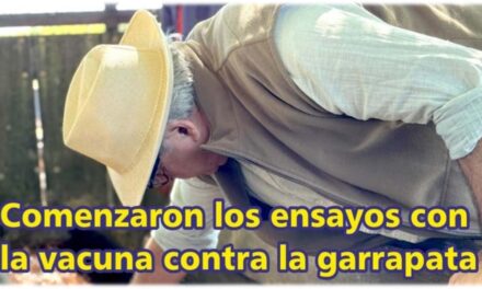 Palenque Rural: comenzaron ensayos con la vacuna contra la garrapata