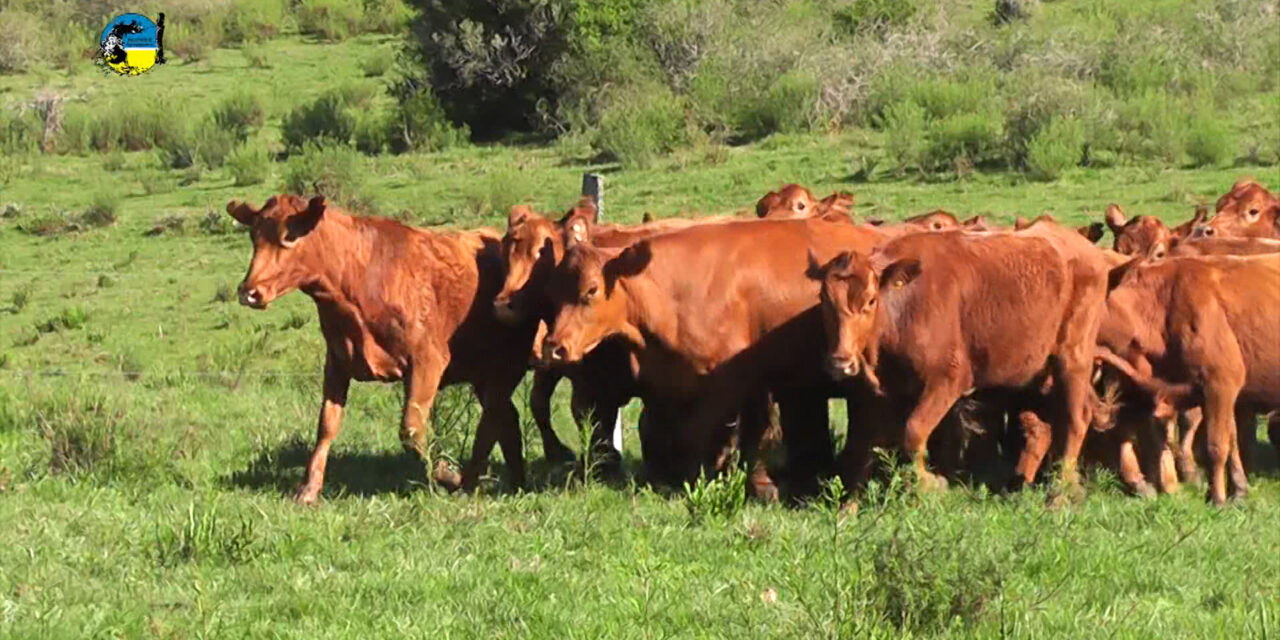 Pantalla Uruguay dispersó el 95.63% en el remate 310º