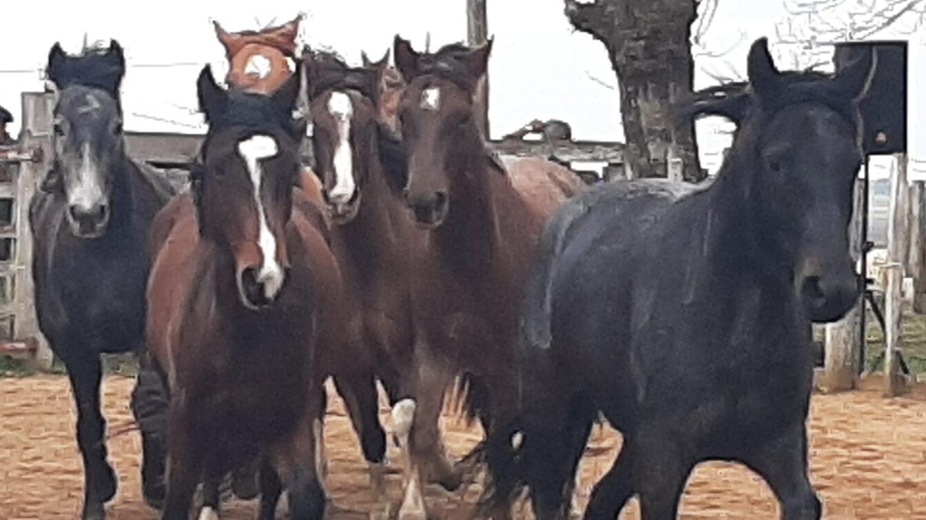 imagen de caballos, El precio del equino en el mes de octubre fue de $57.82 por kilo para los yeguarizos de más de 380 kg.,