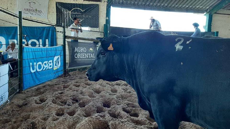 imagen de la pista del remate con un toro, La República y Arbolito se lucieron en su remate anual.